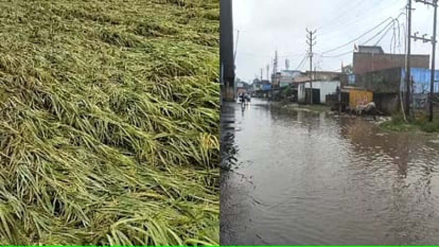 बारिश में तेज हवा ने बढ़ाई किसानों की चिंता, फसलें गिरीं; शहर में जलभराव से लोग परेशान