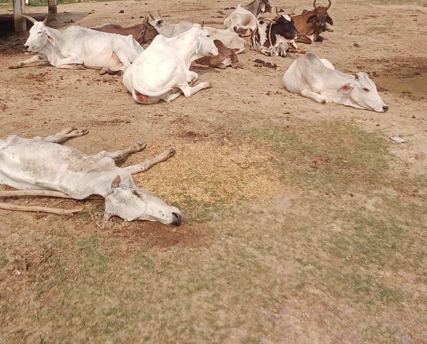 गौ संचालकों की उदासीनता बना हुआ गौ वंशो के मौत का सबाब