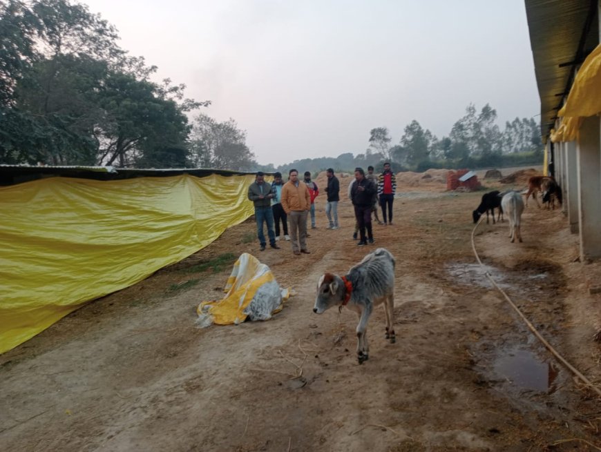 खं.वि.अ.के निरीक्षण में गोशाला में खुला गोहत्या का राज  सचिव ने केयर टेकरों के विरुद्ध थाने में दी तहरीर