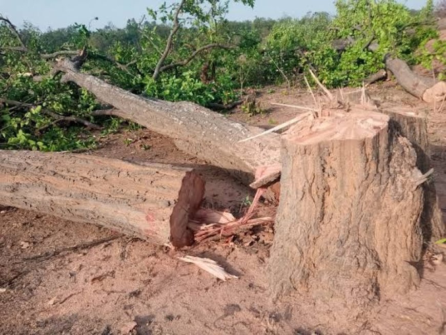 सागौन के पेड़ काटने में नहीं हुई कार्यवाही