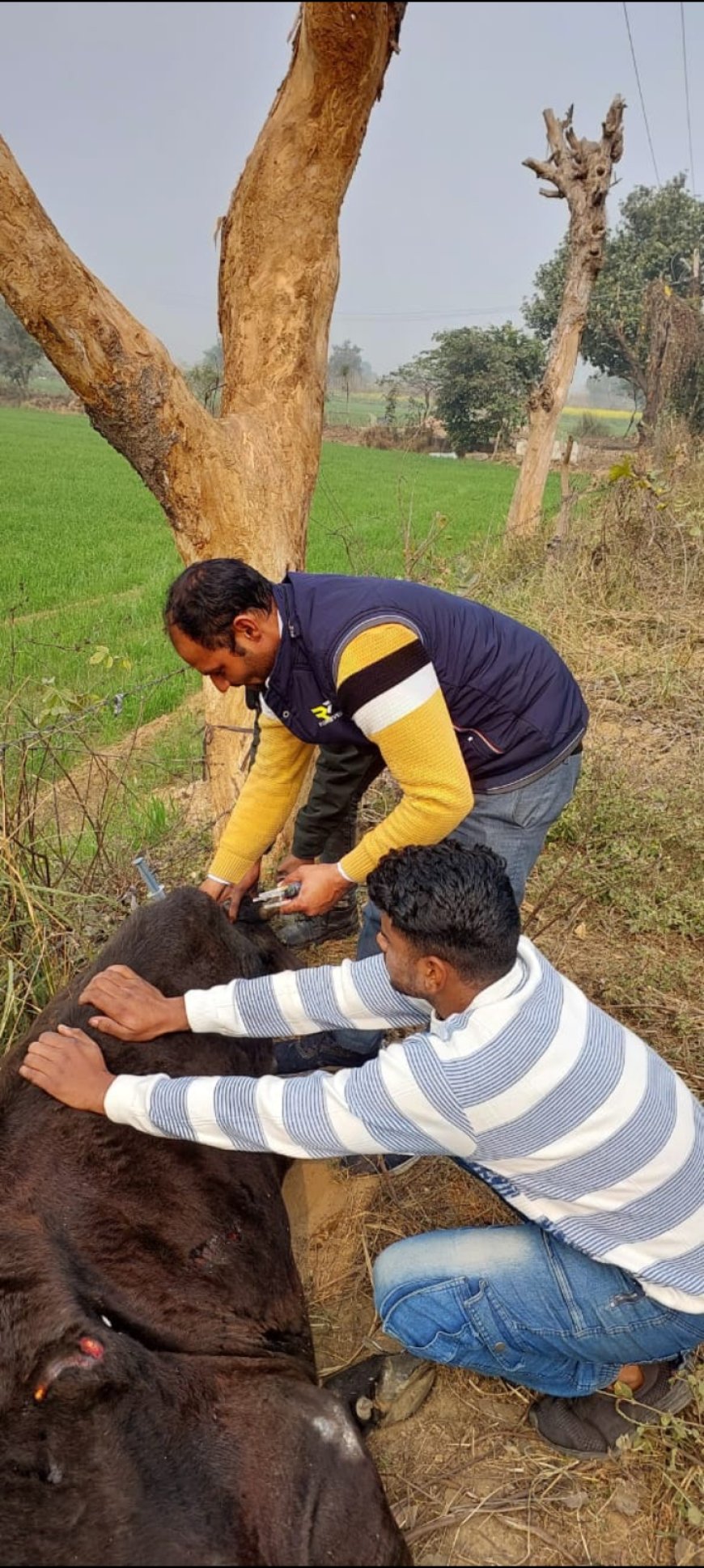 बृजवासी गौ रक्षक सेना मथुरा की टीम दिन-रात लगी है सेवा में