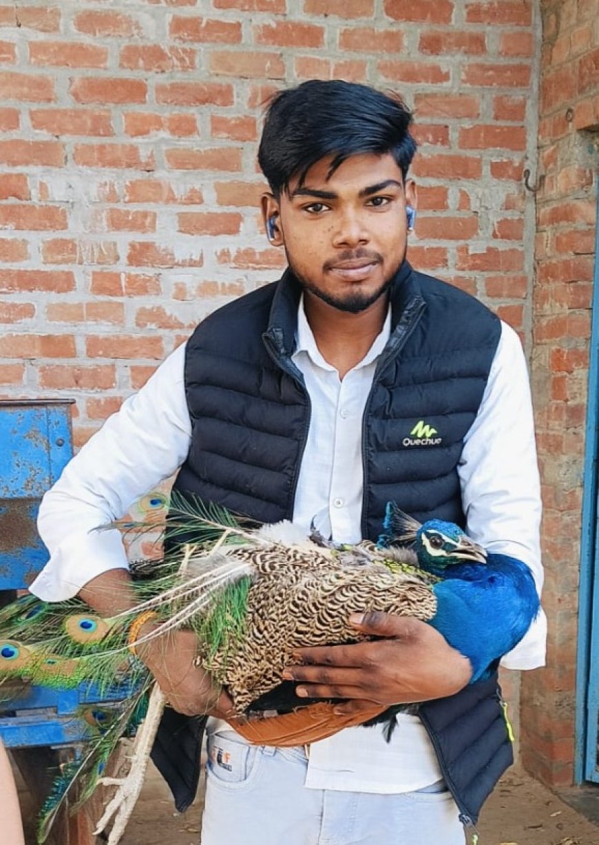 ग्रामीणों की सजगता के चलते बची मोर की जान 