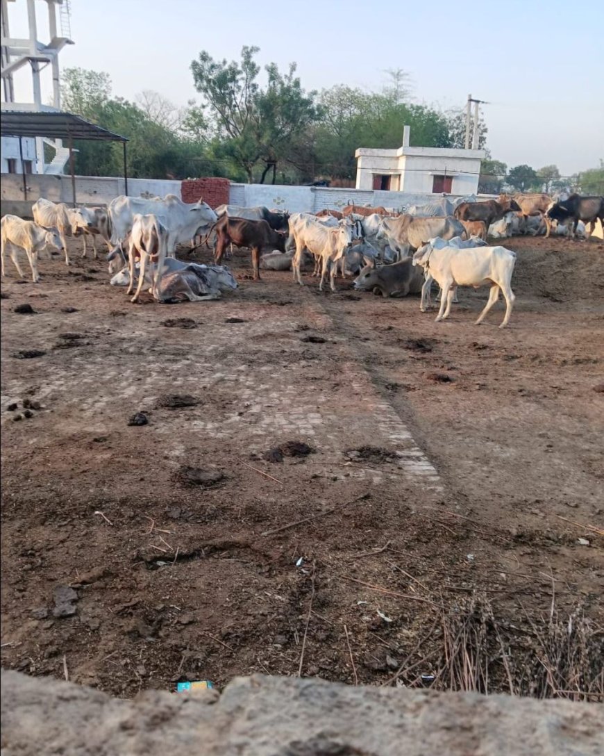 ग्राम पंचायत करमचंदपुर में गौशाला में गौवंशों को मिल रहा चारा-पानी