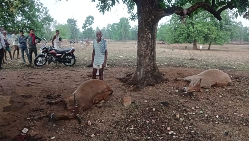 सिंगरौली में पहली बारिश के साथ दुखद घटनाएं: आकाशीय बिजली गिरने से नाबालिग बच्ची घायल, दो बैलों की मौत
