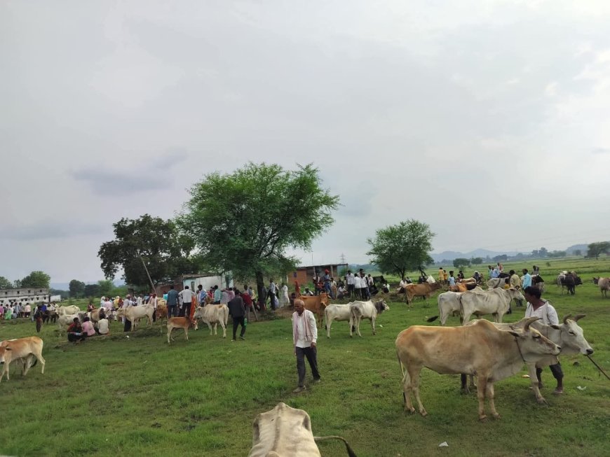 सिंगरौली के खुटार पशु बाजार में अवैध वसूली का खेल जारी, जिम्मेदार अधिकारी बने अनजान