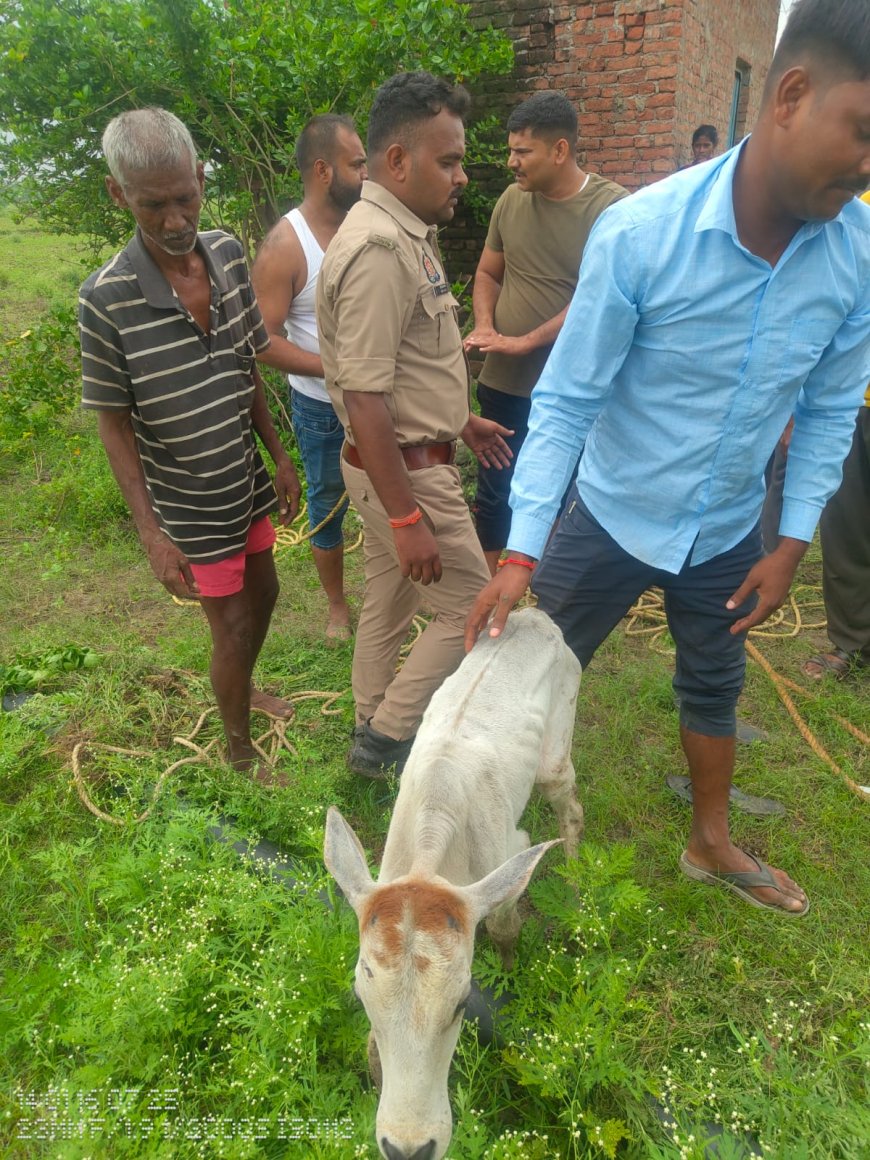 थाना मऊ पुलिस,डायल 112 व फायर सर्विस मऊ की टीम द्वारा एक गाय के बछड़े को कुएं से सकुशल बाहर निकाला।
