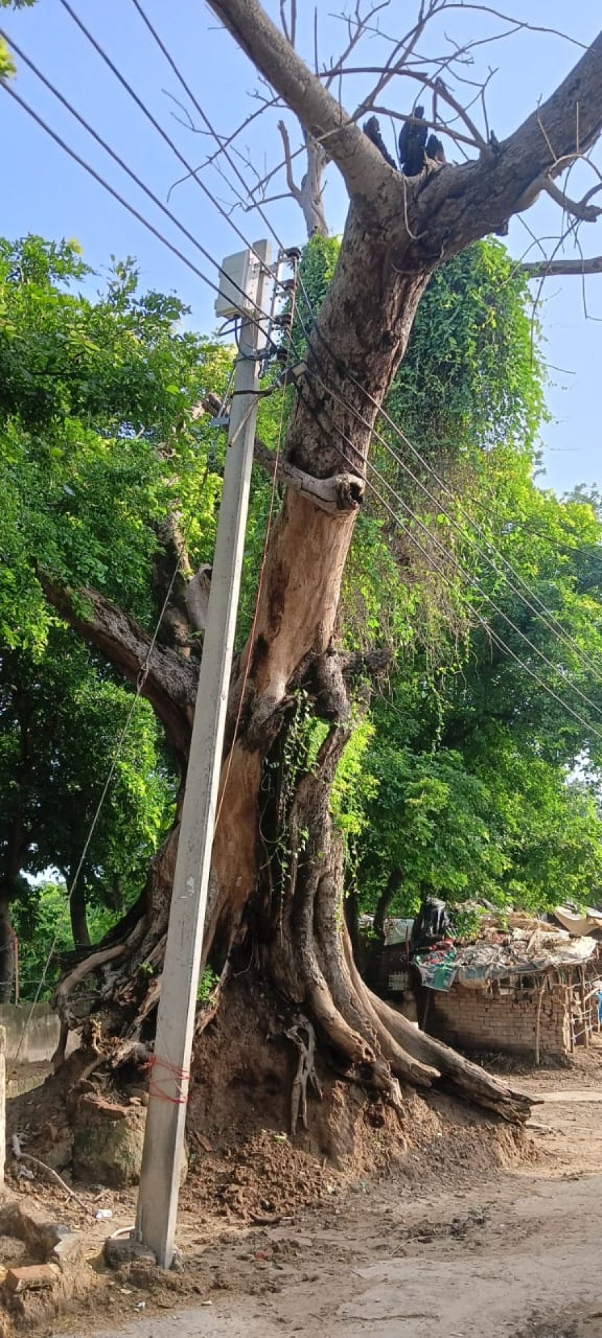विद्युत लाइन पर एक प्राचीन पेड़ उखड़ कर टिका, कभी भी हो सकता है हादसा