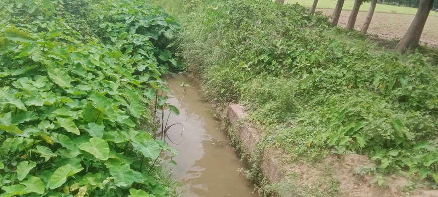 त्रितकुलिया माइनर सूखी किसान बेहाल खेत सुखे रोपाई आधार में