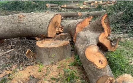 *सरकारी पेड़ो की कटान मे रेंजर व फॉरेस्टर की भूमिका अहम ग्रामीणों ने कि जांच की मांग*