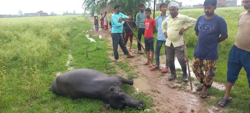 करंट की चपेट में आकर भैंस की मौत