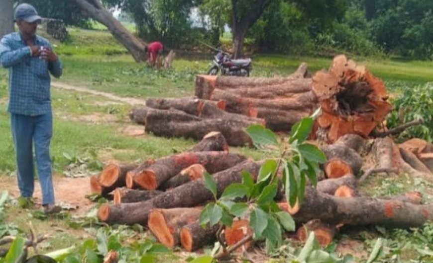 वन दरोगा की सह पर हो रही छतोह ब्लॉक में अंधाधुंध हरे पेड़ों कटाई विभाग मौन?