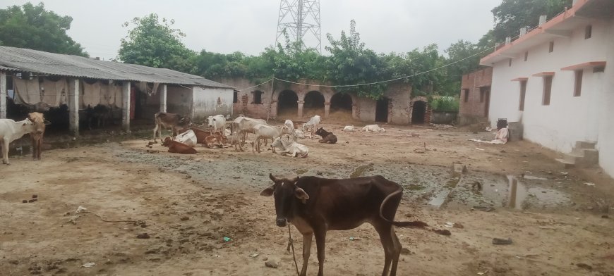 कौवापुर काजी हाउस  गौशाला की बदहाली से तड़पते गोवंश, जिम्मेदारों की लापरवाही उजागर