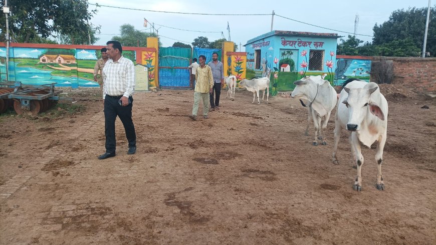 एसडीम का छौंक गांव की गौशाला में औचक निरीक्षण