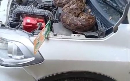 भाजपा नेता नागेन्द्र प्रताप सिंह की कार के इंजन पर बैठा अजगर को वन विभाग की टीम ने पकड कर जंगल में छोडा