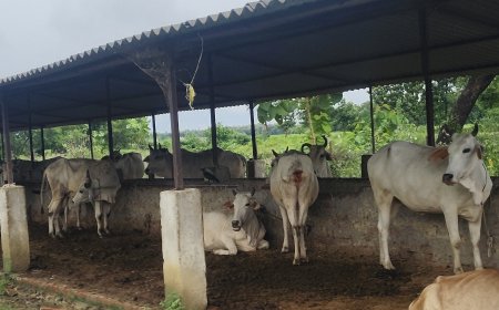 गौशाला की बदहाली: भगवानपुर शिवपुर में भूख से तड़पती गायें, जिम्मेदार बने लापता