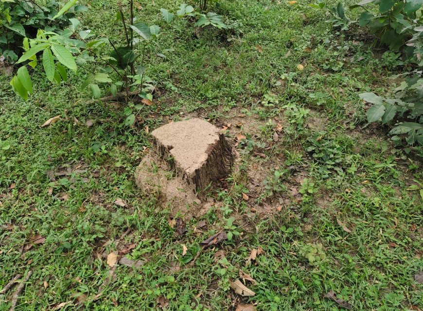 बेसकीमती जंगल कटने से खतरे में पर्यावरण, अधिकारी मौन