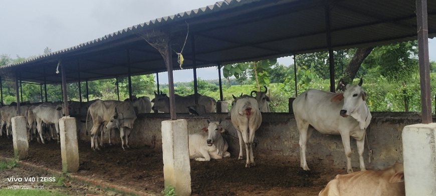 गौमाता के नाम पर खिलवाड़, भगवानपुर शिवपुर की गौशाला बदहाली में, अधिकारियों की मिलीभगत उजागर