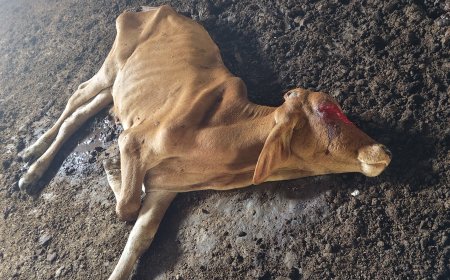 पचपेड़वा विकासखंड भूखसे तड़प तड़प कर मर रही गौ माता के सच लिखने पर सचिव की धमकी कितने दिन बचोगे