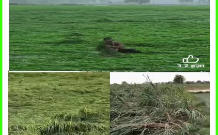 बे मौसम बरसात से किसानों की फसल बर्बाद