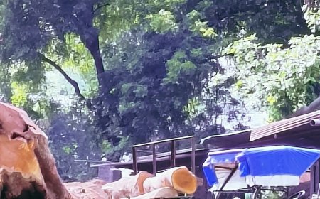 परशदेपुर में बिना परमिट के लकड़ी का कारोबार, वन विभाग मौन