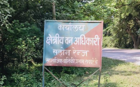 सलोन रेंज में हरे पेड़ों की अंधाधुंध कटान, वन विभाग और पुलिस की मिलीभगत से फलफूल रहा काला कारोबार