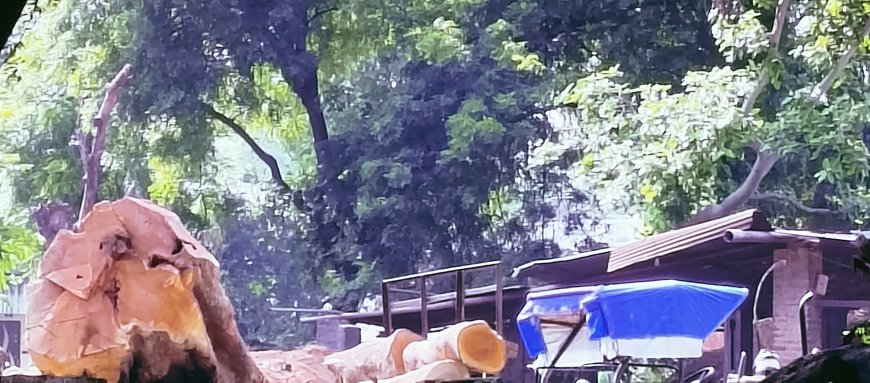 परशदेपुर में बिना परमिट के लकड़ी का कारोबार, वन विभाग मौन