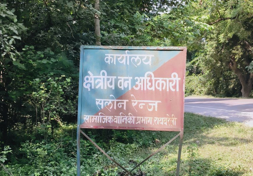 सलोन रेंज में हरे पेड़ों की अंधाधुंध कटान, वन विभाग और पुलिस की मिलीभगत से फलफूल रहा काला कारोबार