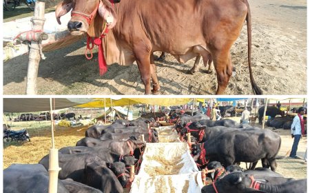 कोटवाधाम की पशु बाजार गुलजार 16 हजार से 1 लाख रुपए तक अच्छी नस्ल की भैंस पंडिया गीर साहीवाल गाय आदि की हो रही है विक्री