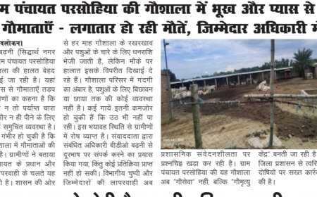 ग्राम पंचायत परसोहिया की गौशाला में भूख-प्यास से तड़प रहीं गौमाताएं, जिम्मेदार अधिकारी मौन