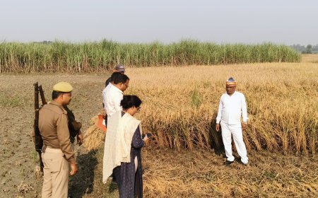 धान की फसल की क्राफ्ट कटिंग करवा कर धान पैदावार आंकी गई