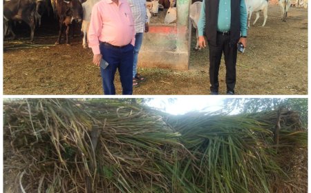 बी डी ओ सिरौलीगौसपुर व नायब तहसीलदार ने गौशाला का निरीक्षण किया
