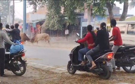 कस्बा बदोसरांय चौराहे के पास सांडों में भिडन्त देख राहगीर सहमे