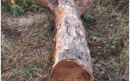 बंजरिया जंगल में बड़ा खेल: शीशम की अवैध कटान से उजड़ रहा वन, फॉरेस्टर पर उठ रहे सवाल