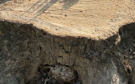 भाभर रेंज में अवैध कटान का खेल तेज, मजदूरों का हक छीना जा रहा — संदिग्धों के हौसले बुलंद