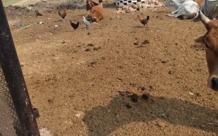 लापरवाही की भेंट चढ़ी रामपुर गौशाला, कई गोवंशो की मौत