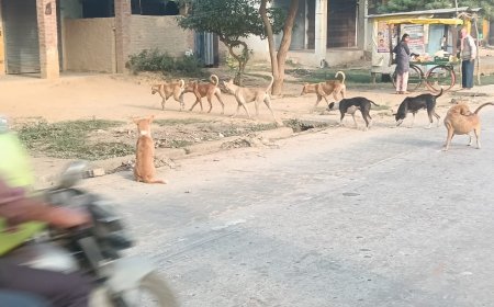 कोटवाधाम में आवारा कुत्तों व बन्दरों का आतंक