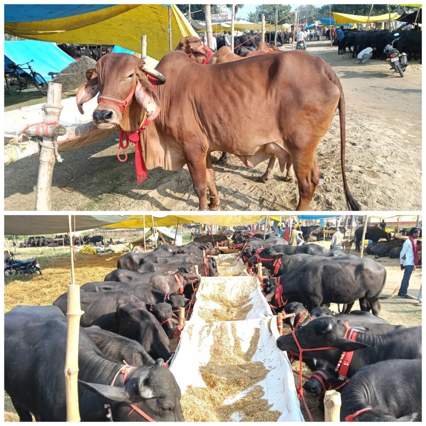 कोटवाधाम की पशु बाजार गुलजार 16 हजार से 1 लाख रुपए तक अच्छी नस्ल की भैंस पंडिया गीर साहीवाल गाय आदि की हो रही है विक्री