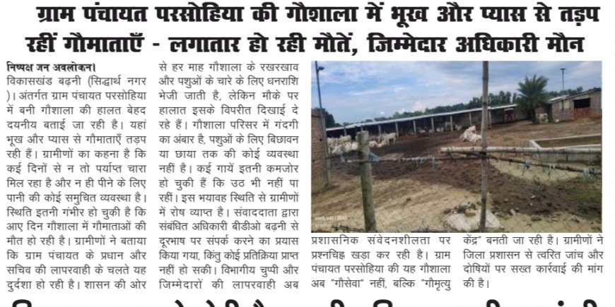 ग्राम पंचायत परसोहिया की गौशाला में भूख-प्यास से तड़प रहीं गौमाताएं, जिम्मेदार अधिकारी मौन