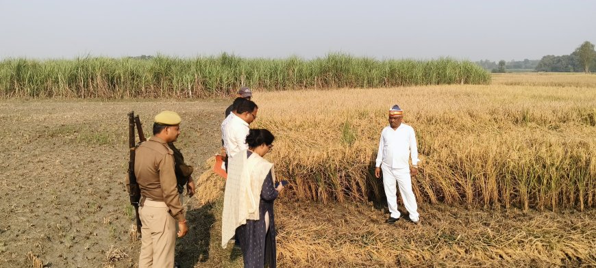 धान की फसल की क्राफ्ट कटिंग करवा कर धान पैदावार आंकी गई