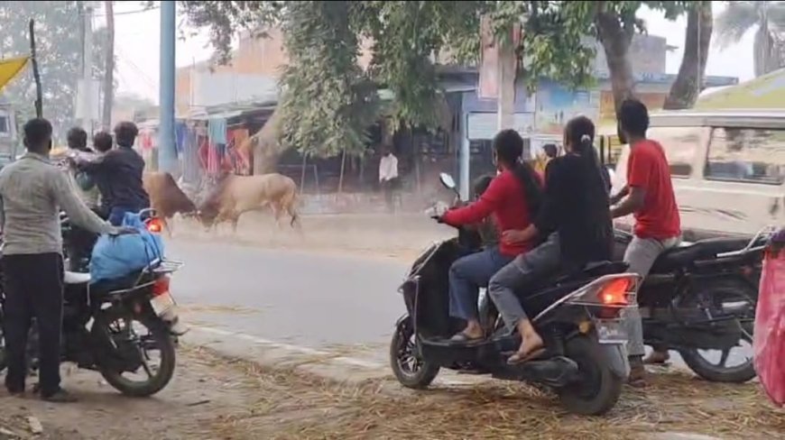 कस्बा बदोसरांय चौराहे के पास सांडों में भिडन्त देख राहगीर सहमे