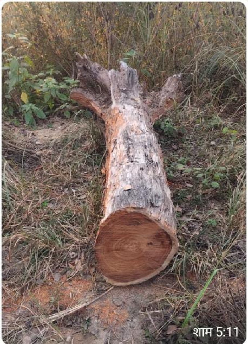 बंजरिया जंगल में बड़ा खेल: शीशम की अवैध कटान से उजड़ रहा वन, फॉरेस्टर पर उठ रहे सवाल