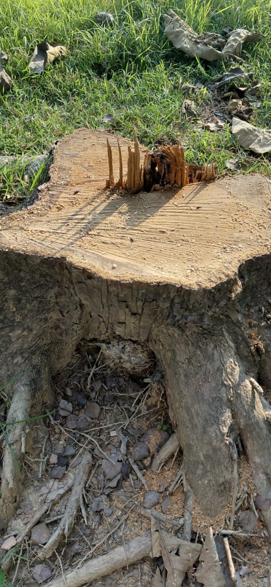 भाभर रेंज में अवैध कटान का खेल तेज, मजदूरों का हक छीना जा रहा — संदिग्धों के हौसले बुलंद