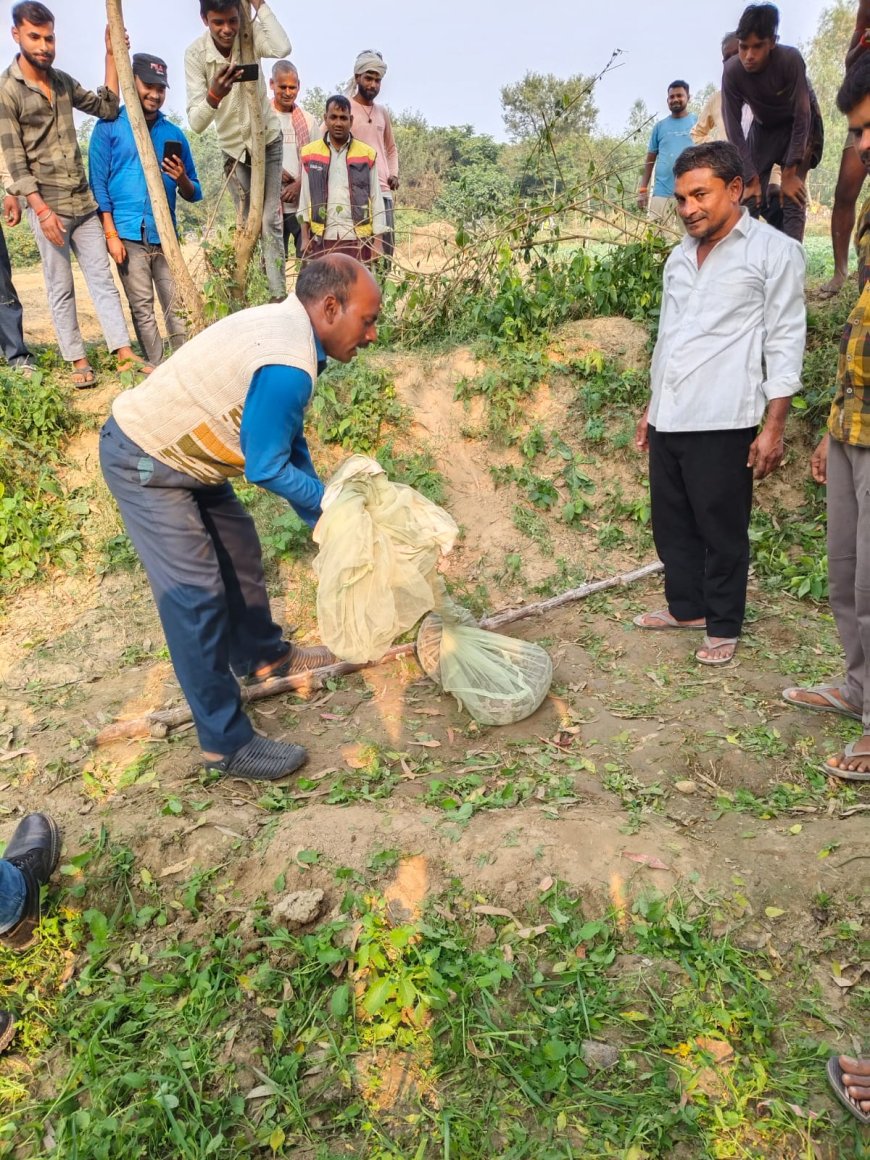 तुरकानी गांव में गुलाब के खेत में निकला विशाल काय अजगर ग्रामीणों की सूचना पर पहुंची वन विभाग टीम ने कड़ी मशक्कत के बाद पकडकर जंगल में छोडा
