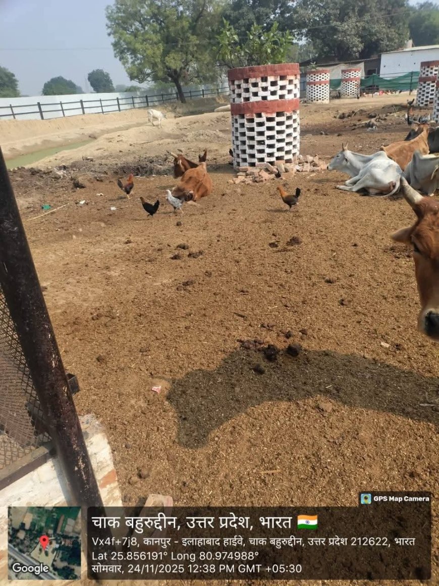 लापरवाही की भेंट चढ़ी रामपुर गौशाला, कई गोवंशो की मौत