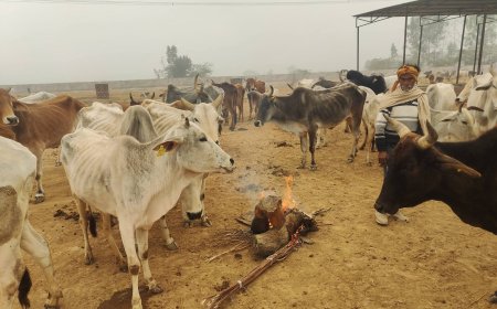 हाड़ कपाती ठंड में गौवंशो की हालत दयनीय