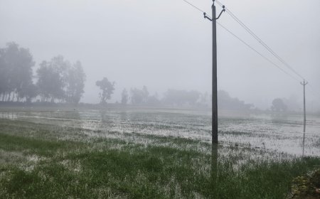सिंचाई विभाग की माइनर कटी फसल हुई जलमग्न किसानों की फसल को हुआ नुकसान