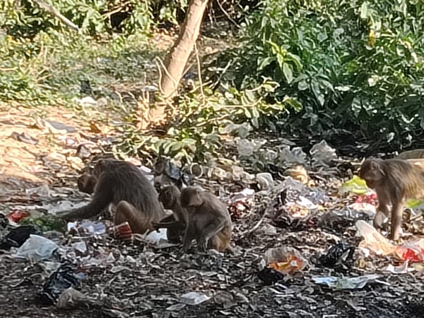 सिरौलीगौसपुर क्षेत्र के कई गांवों में बन्दरों का आतंक