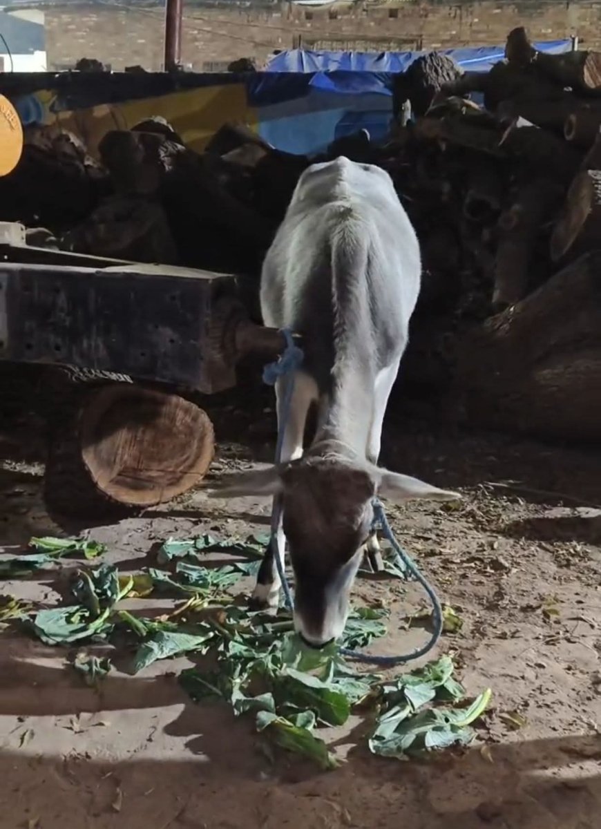 बजरंग दल की टीम ने गोवंश को काटने से बचाया