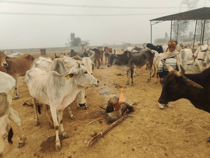 हाड़ कपाती ठंड में गौवंशो की हालत दयनीय