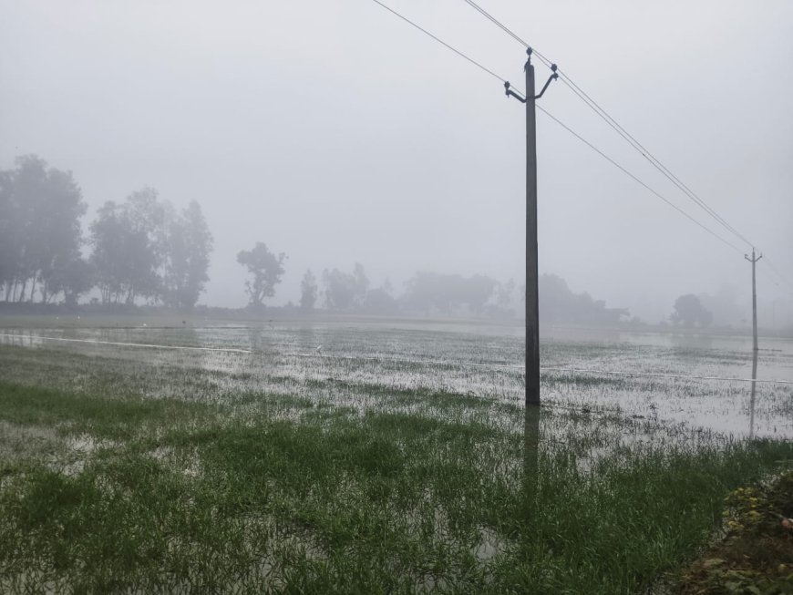 सिंचाई विभाग की माइनर कटी फसल हुई जलमग्न किसानों की फसल को हुआ नुकसान